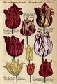 Tulipanomania 1.jpg