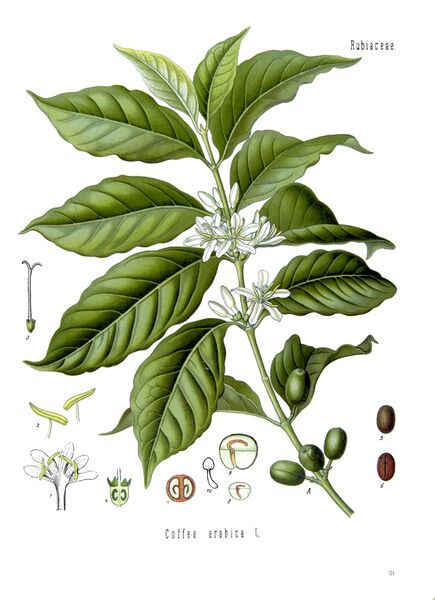 File:Caffè.jpg