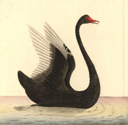 Cigno nero 2.png