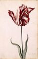 Tulipanomania 4.jpg